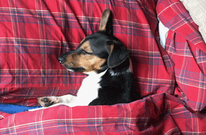Jack Russell Terrier Sleeping
