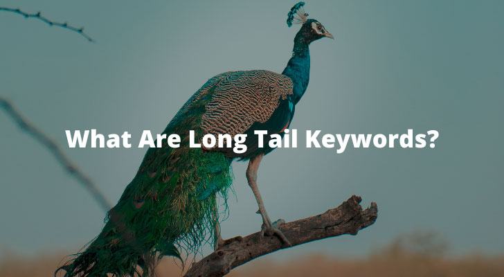 What Are Long Tail Keywords?