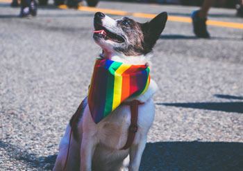 Promoting Your LGBTQ Blog