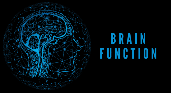 Brain function