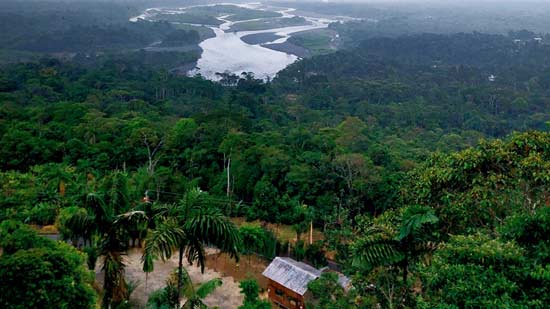 Amazon Forest